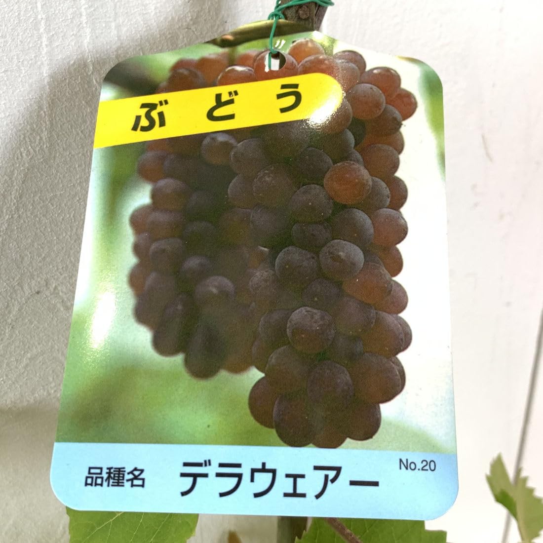Amazon.co.jp: ぶどう 苗木 デラウェア 自根苗 12cmポット苗 ブドウ 苗